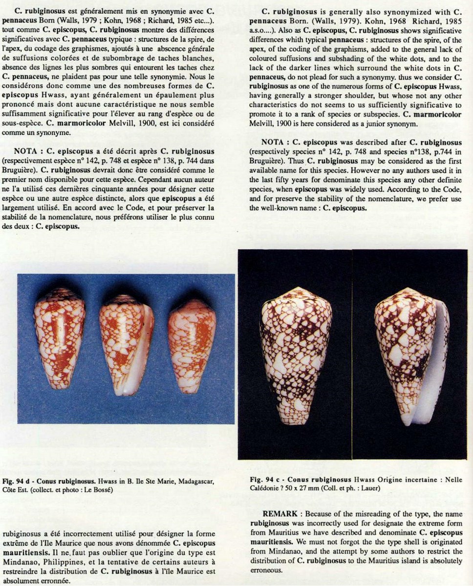Conus pennaceus rubiginosus, Hwass in Bruguière 1792